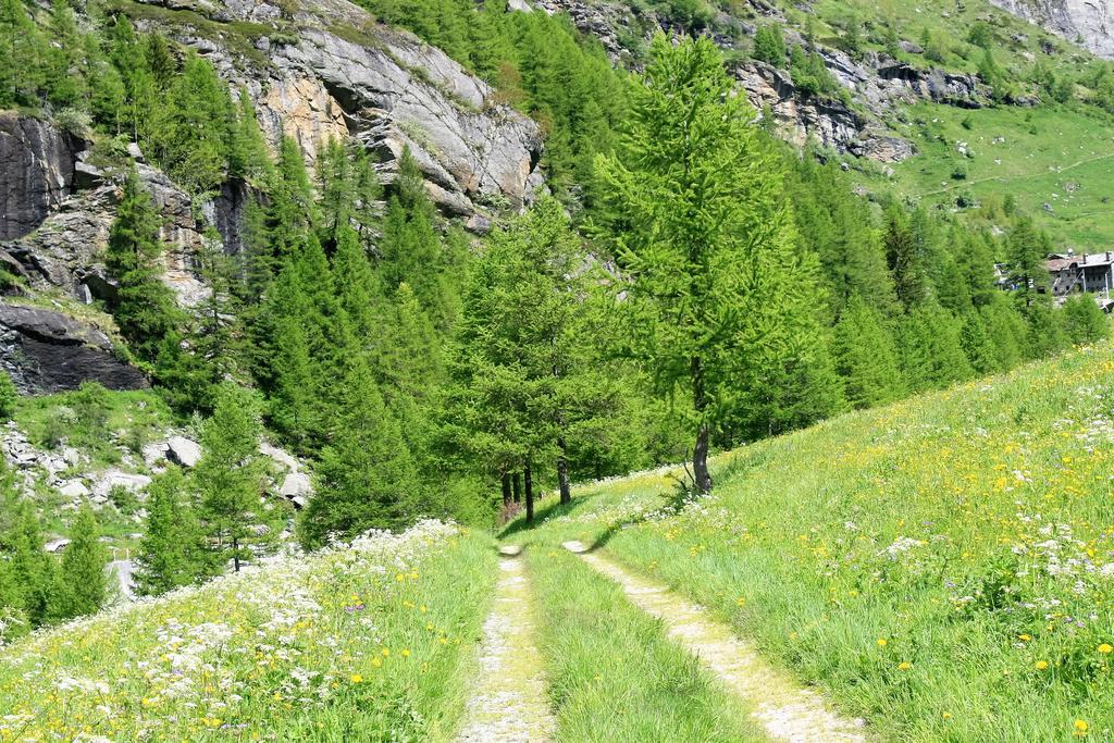 Maison Des Myrtilles Otel Valgrisenche Dış mekan fotoğraf